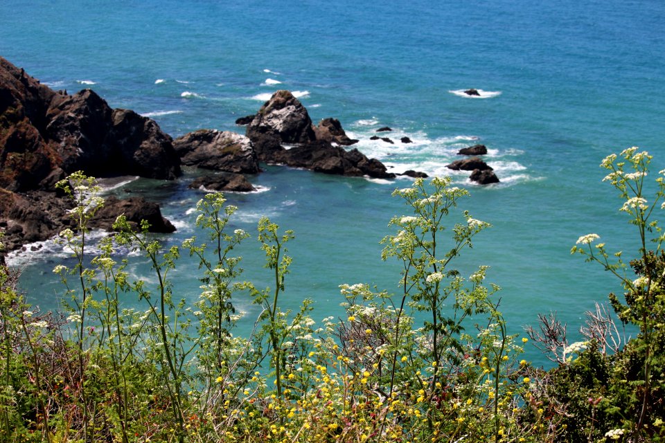 yellow petaled flowers beside sea