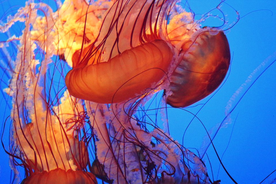 Monterey bay aquarium, Monterey, United states