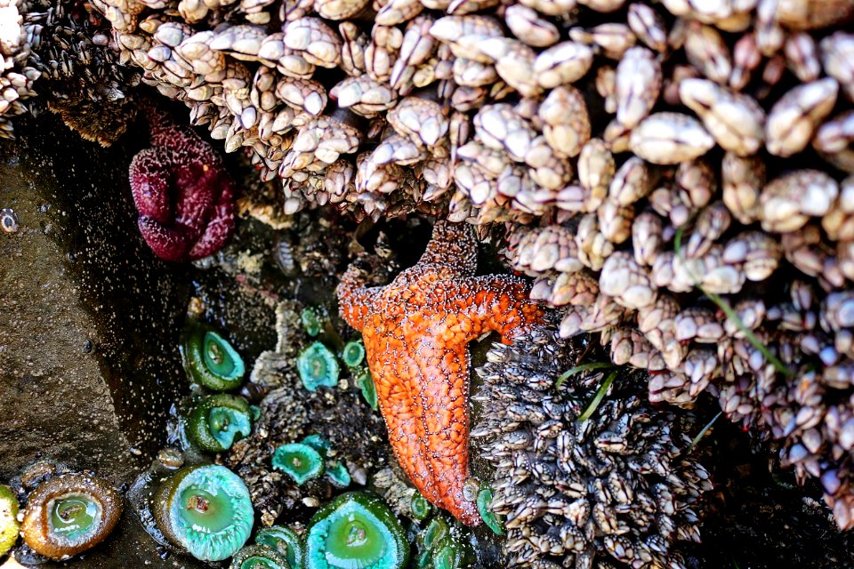 Ecola state park, Cannon beach, United states