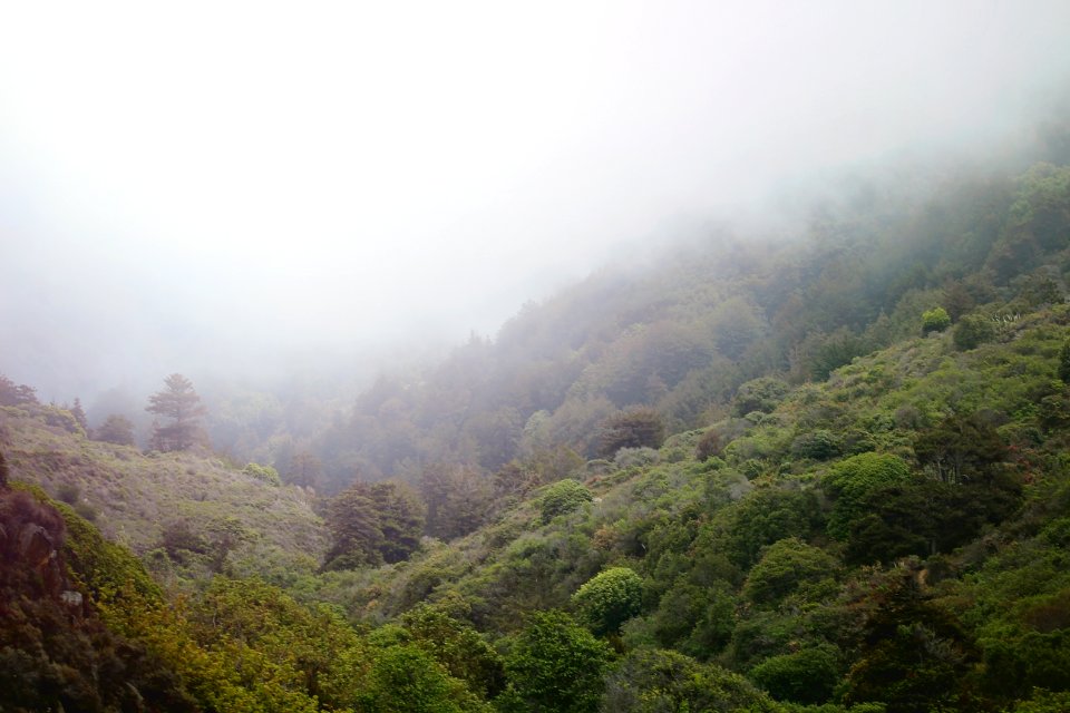 aerial view of green trees during dog