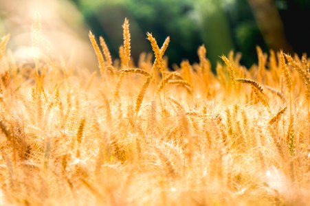 brown wheat field photo