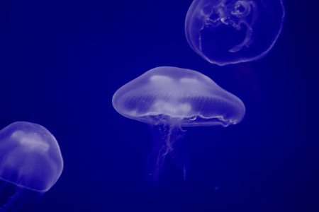 Underwater, Ocean, Sea