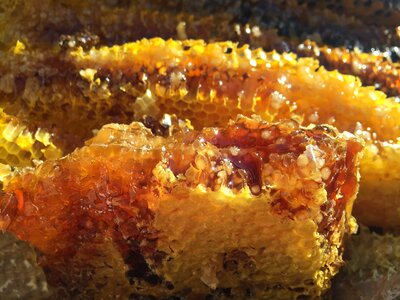Soil honey the original ecology natural