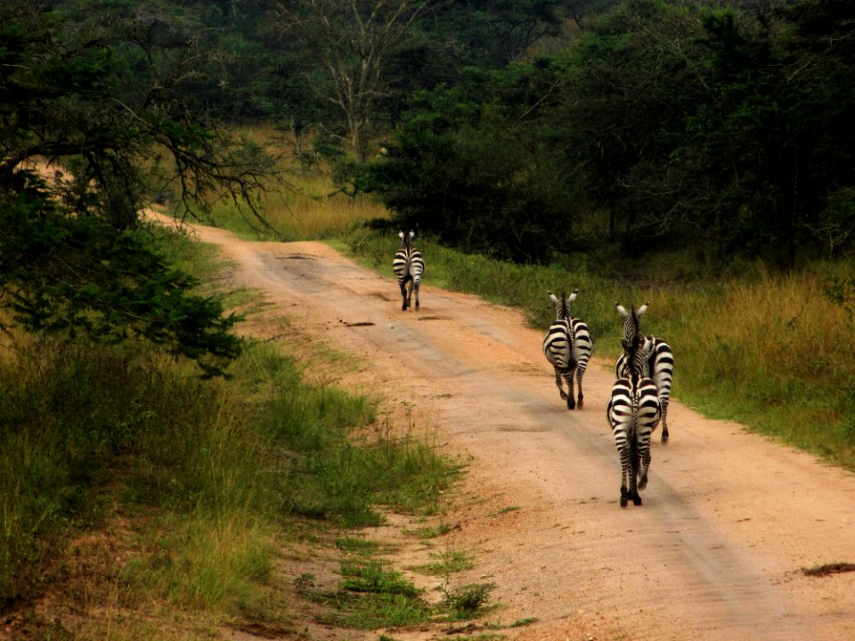 Lake mburo national park