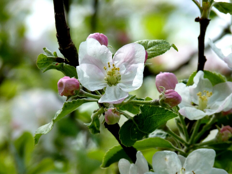 Tree spring apple blossom