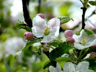 Tree spring apple blossom photo