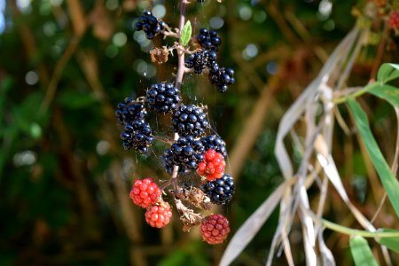 Lampaggio, Italy, Blackberries