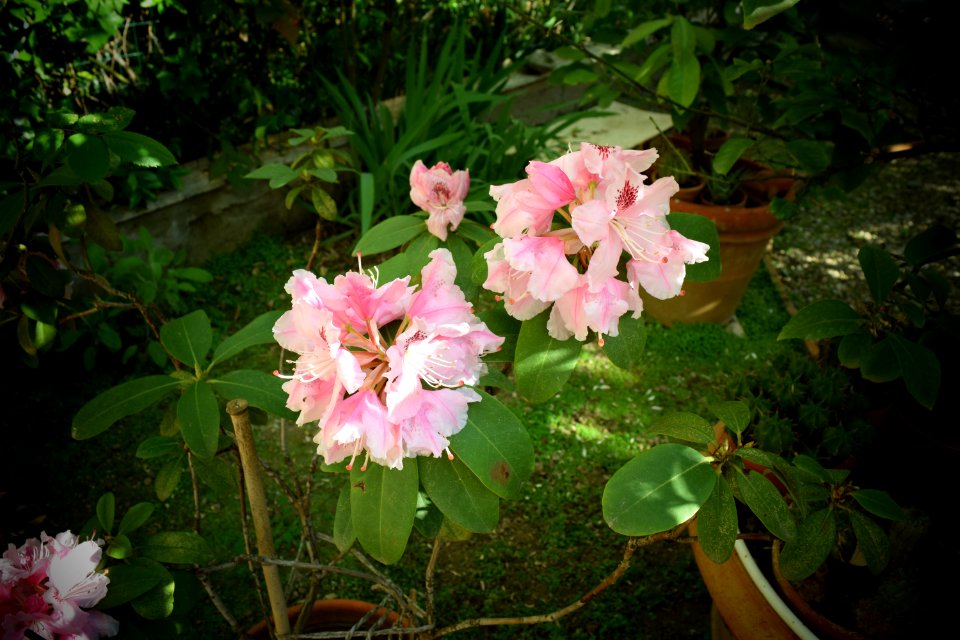 Home, Garden, Flowers