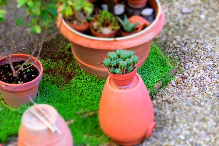 Cactus, Plant, Garden