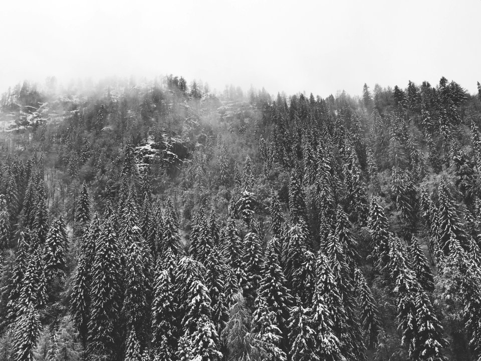 scale grey photography of pine tree forest