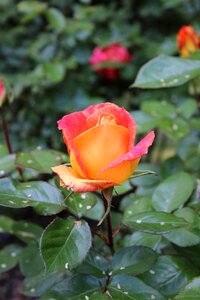 Roses flower leaves photo