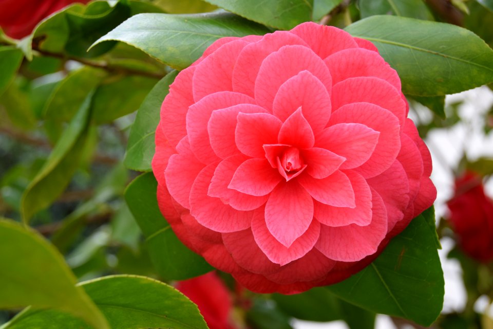 Florence, Italy, Flower
