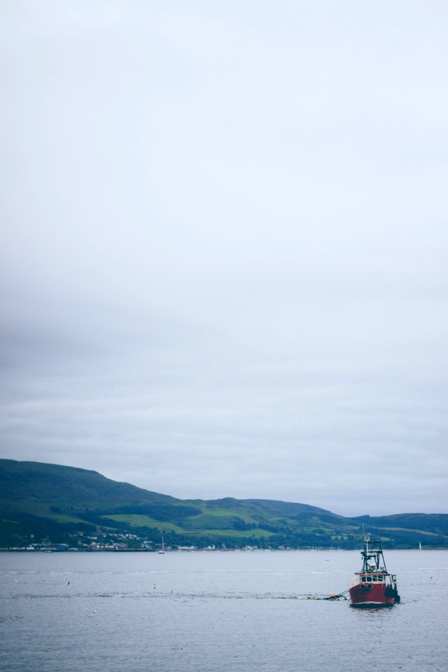 Seagull, Nature, Scotl