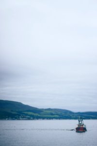 Seagull, Nature, Scotl