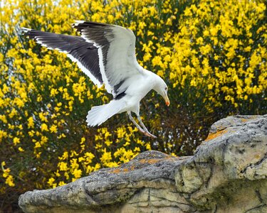 Land bird yellow