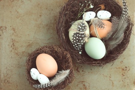 five white and brown poultry eggs photo