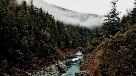 river between trees