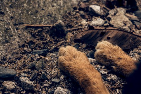 Mahankal chaur, Nepal, Paws