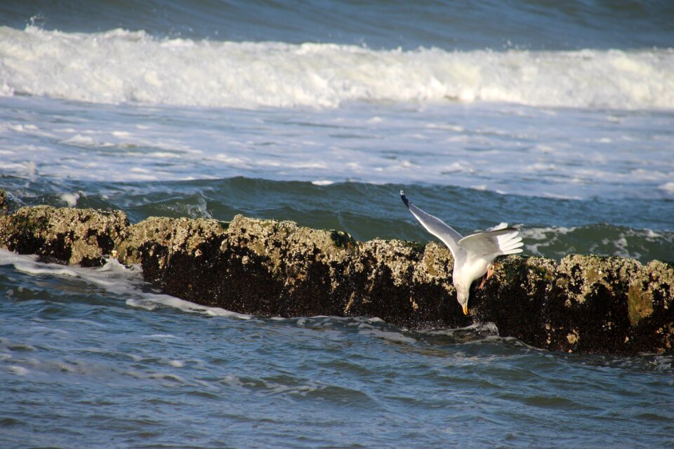 Sea coast wave