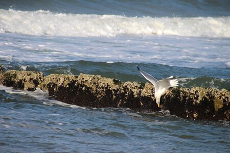 Sea coast wave