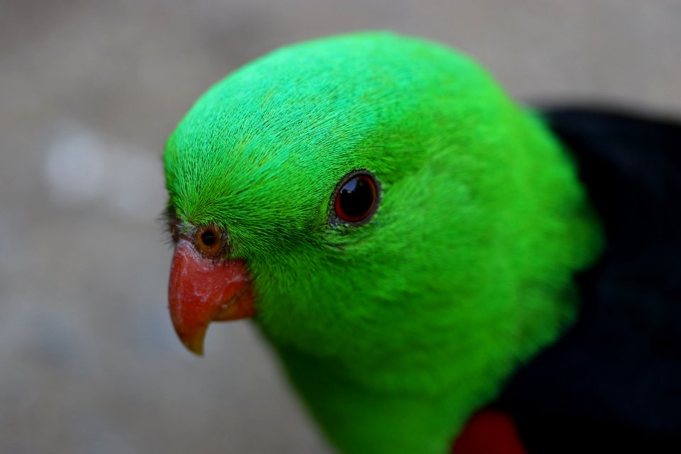 Wildlife, Eye, Feather
