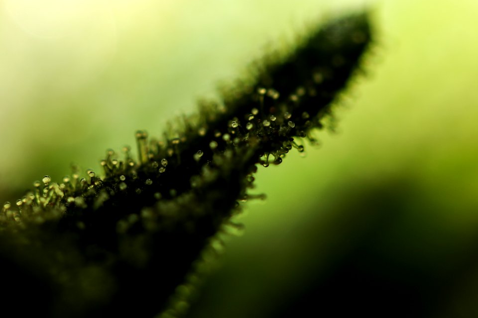 Green, Closeup, Macro