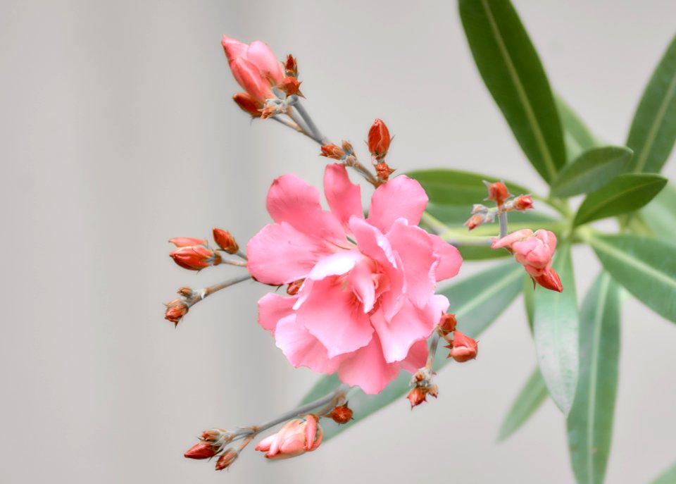 Green, Pink, Flower