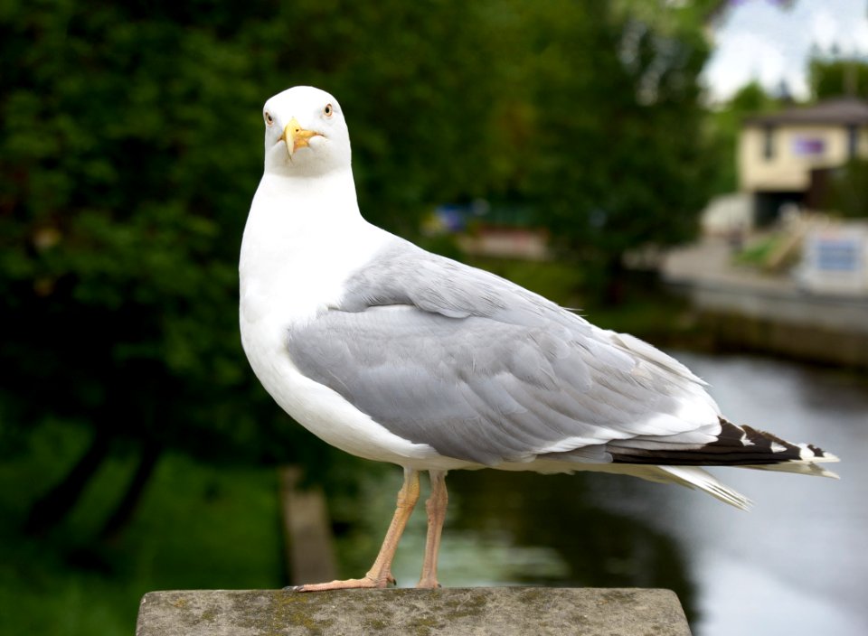 Riga, Latvia, Seagull