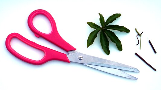 Gardening pruning cutting