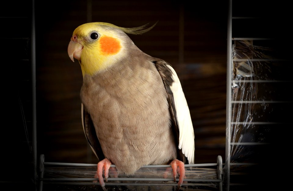cockatiel on wire bird cage