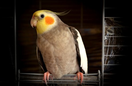 cockatiel on wire bird cage photo