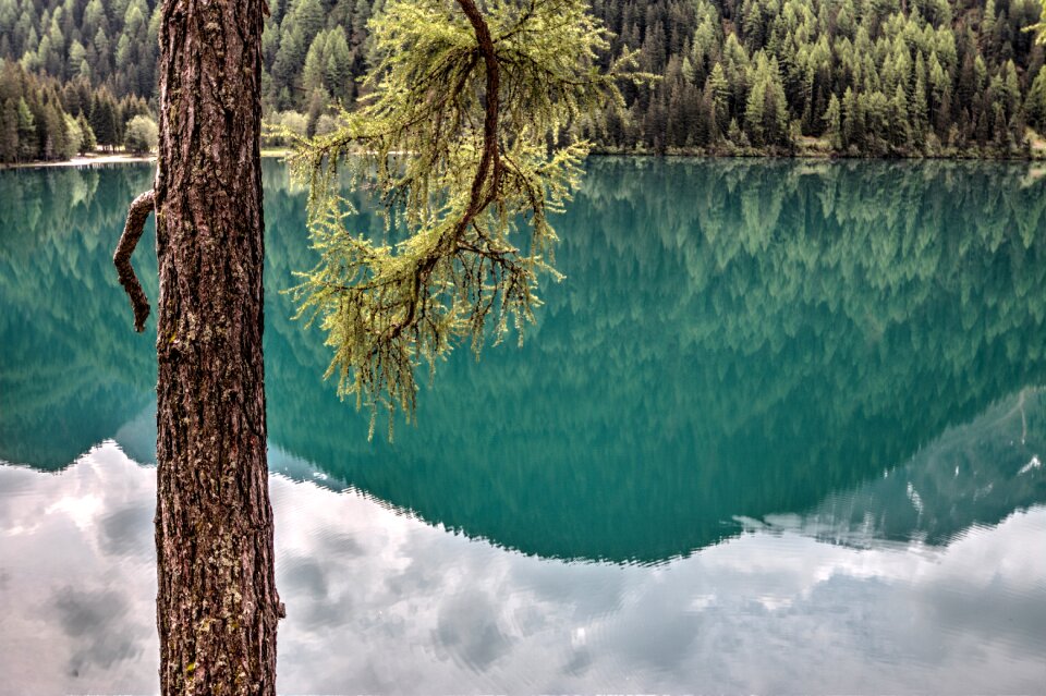 Lake view mountain lake larch photo