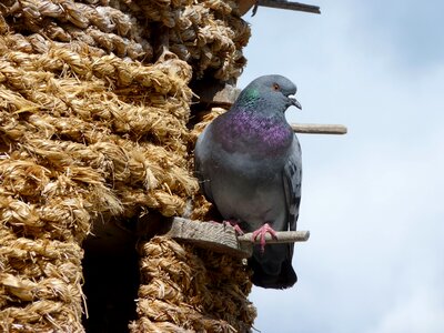 Animal nest sky photo