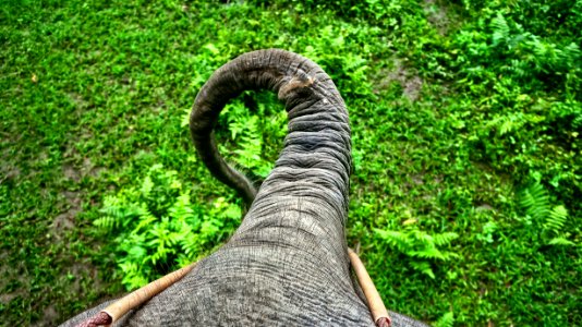 closeup photo of elephant's trunk photo