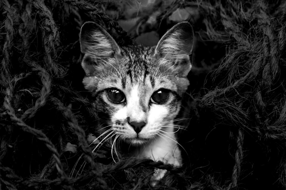 Monochrome, Bnw, Pet