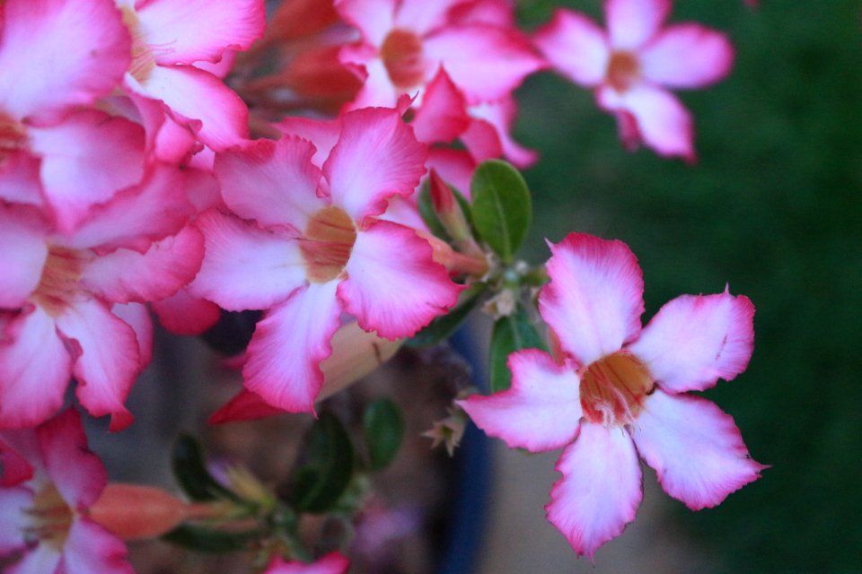 Yelagiri, India, White