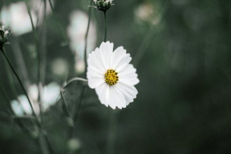 selective color photo of white daisy flower photo