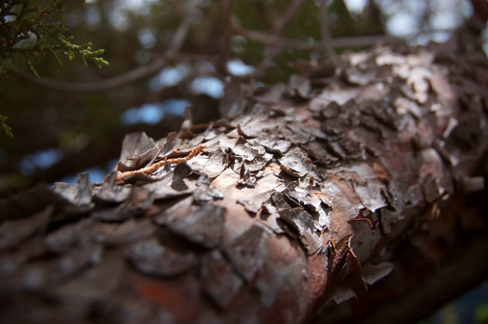 Mingus mountain, United states, Forest