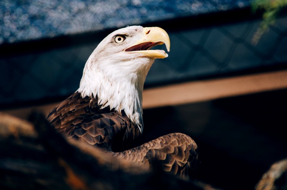 selective focus photography of bald eagle