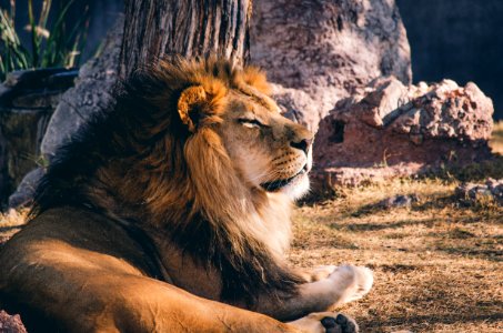 photography of lion lying on grass bear rock during daytime photo