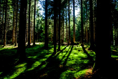 landscape photography of green forest