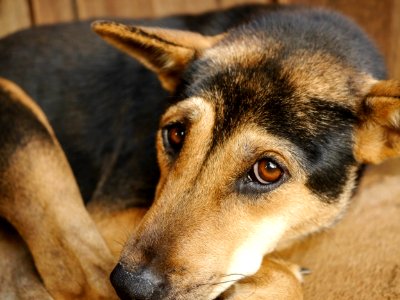 Dog, Mondulkiri province, Cambodia