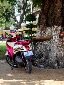 Phnom penh, Cambodia, Tree photo