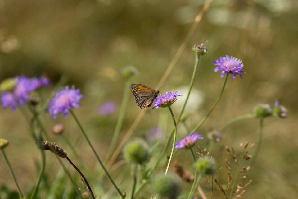 National park mols bjerge butterfly flowers