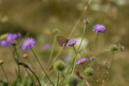 National park mols bjerge butterfly flowers