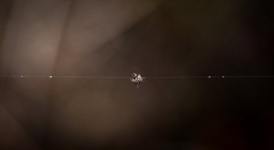 Spider