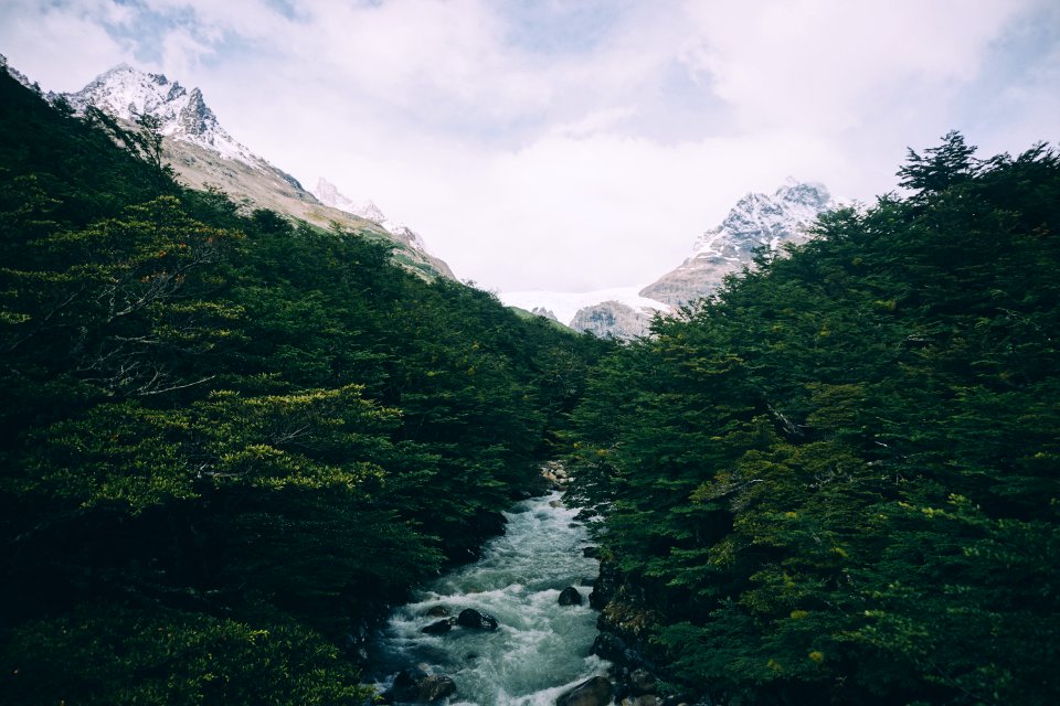 river between trees during daytime