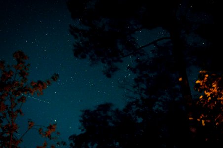 Stars, Trees, Sky photo