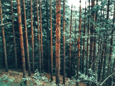 Bansko, Bulgaria, Nature