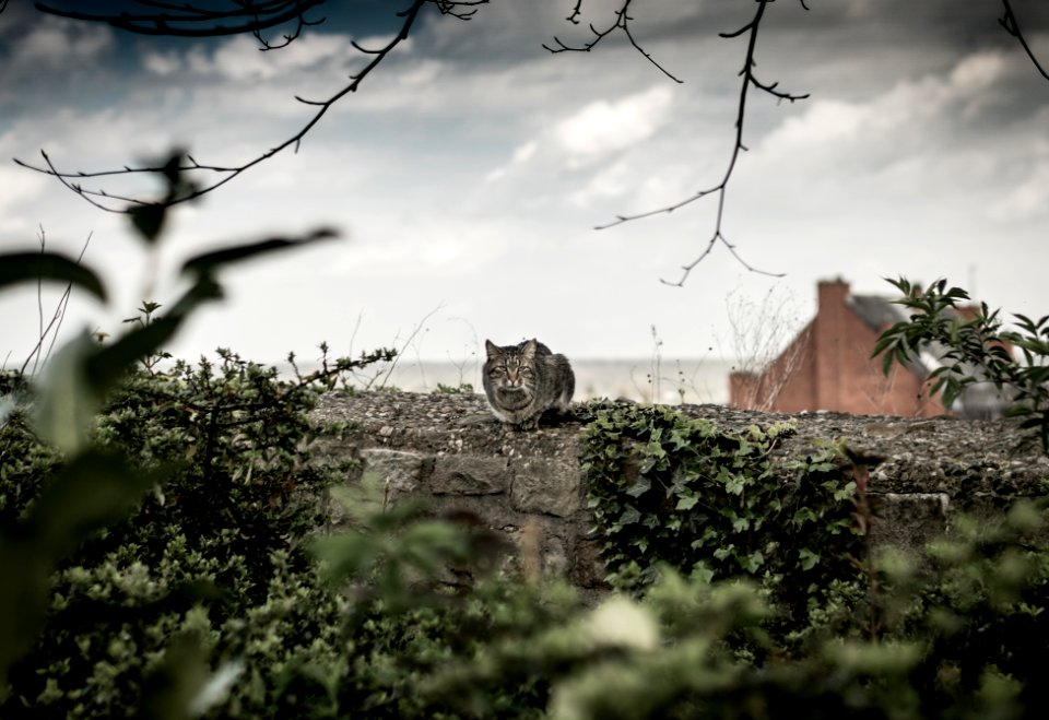Sky, Mistery, Cat